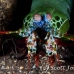 shrimp_mantis_peacock_bhr_tam_h_0619_bal6576.jpg